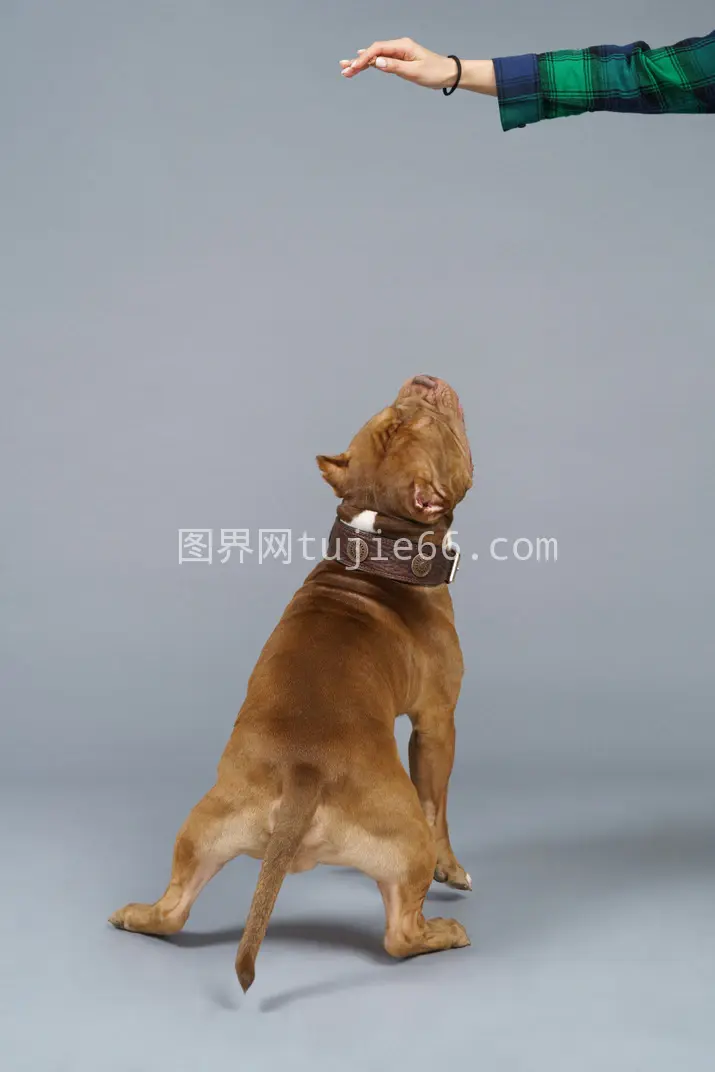 斗牛犬仰视女性手跃跃欲试背面图图片