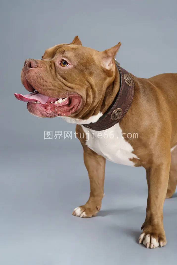 棕色斗牛犬特写镜头站立侧视图片