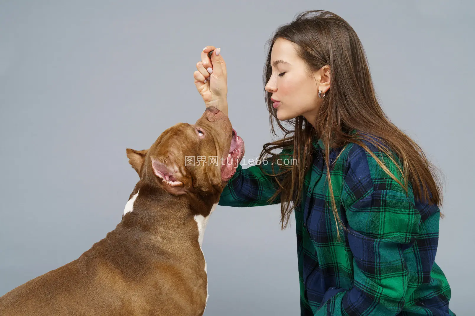 年轻女孩格子衬衫斗牛犬玩耍图片