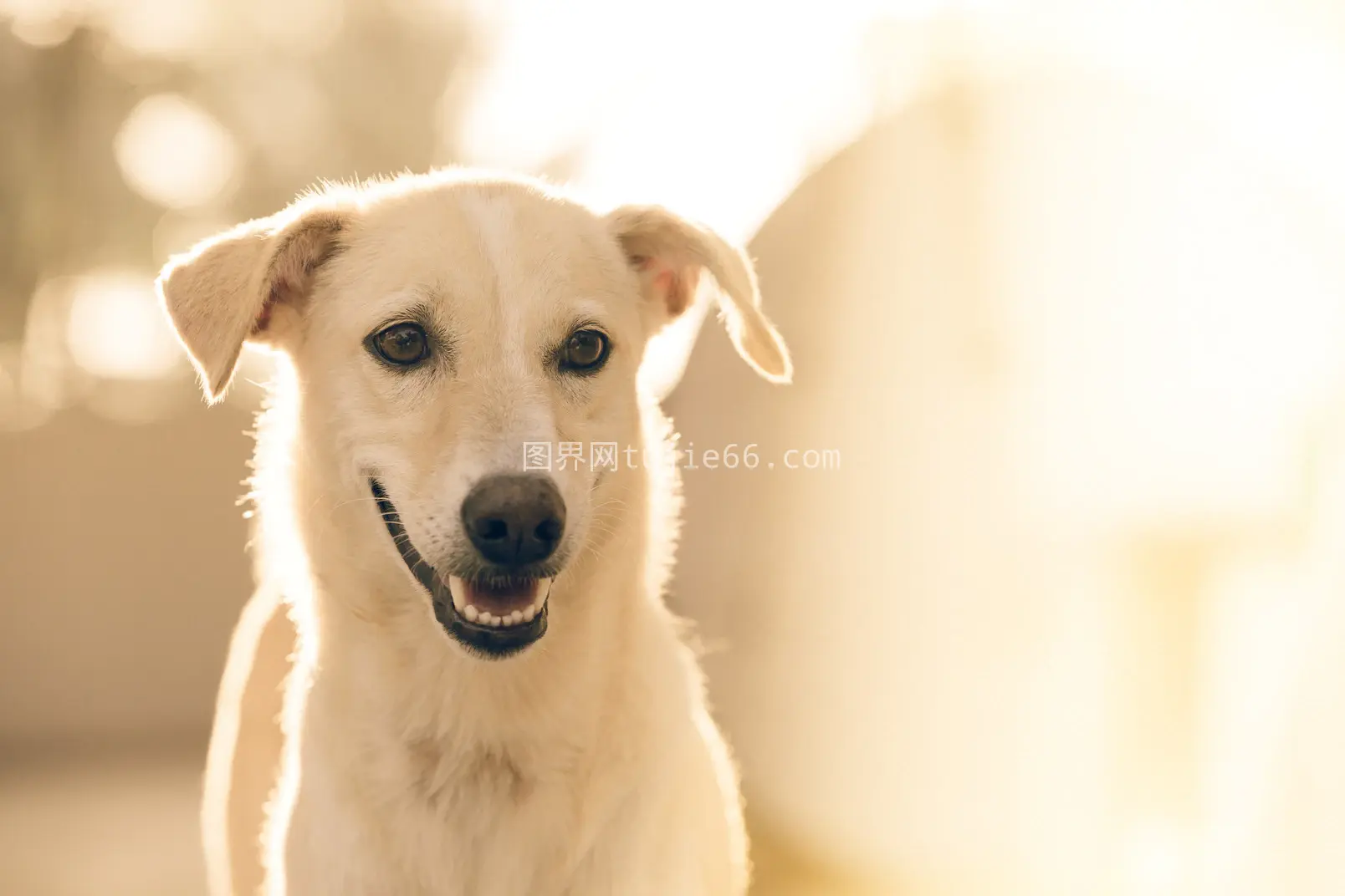 犬科动物宠物犬类风采展现图片