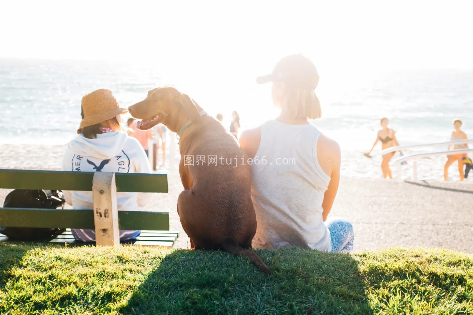 犬科动物宠物风采展示图片