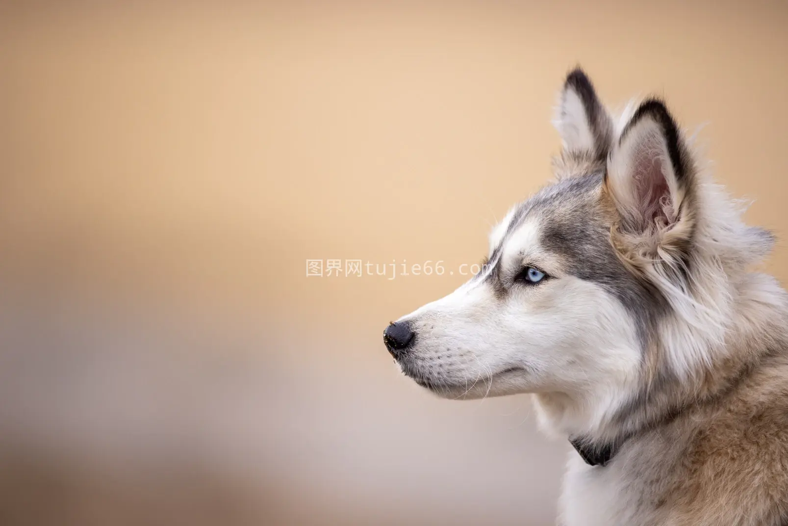 狗狗形象展示图片