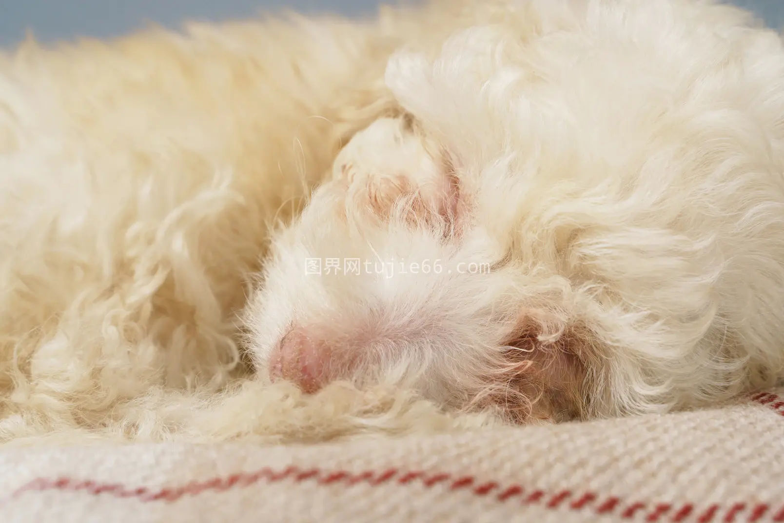 犬科宠物狗特写展示图片