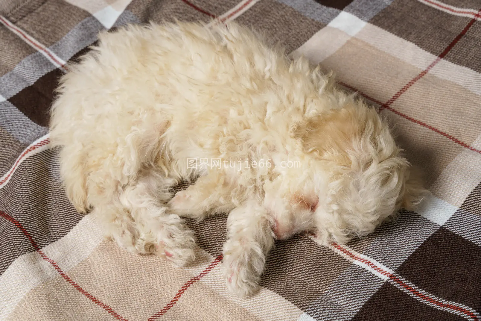 睡眼惺忪贵宾犬毯上格纹休闲图片