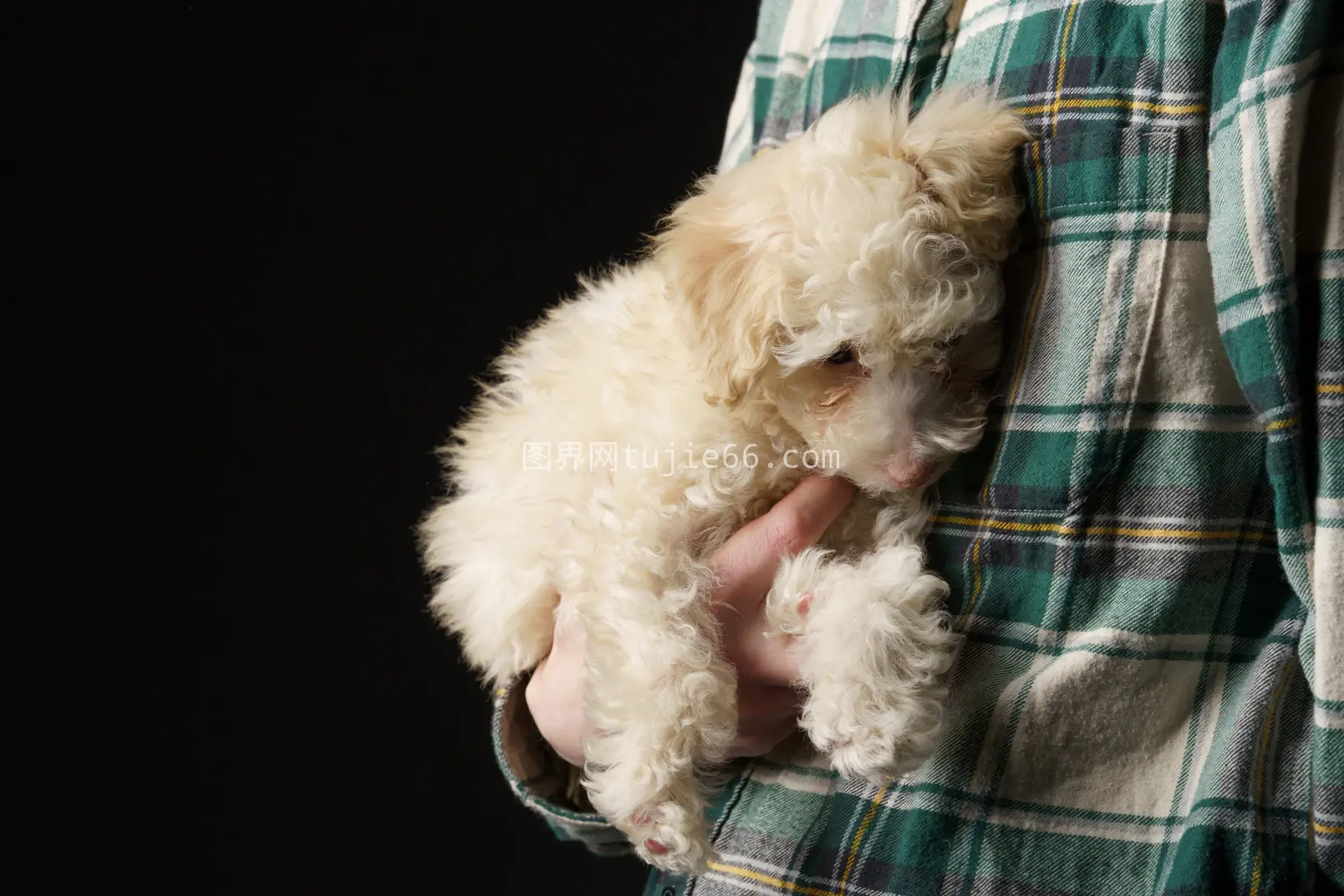 格子衫主人抱小贵宾犬特写图片