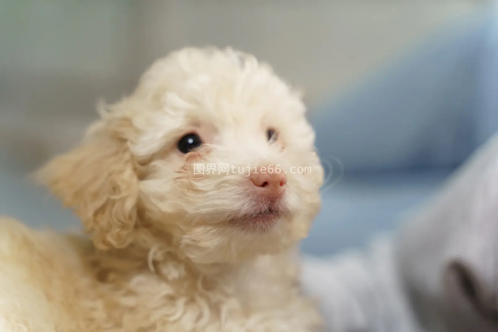 特写镜头展现白色贵宾犬侧颜图片