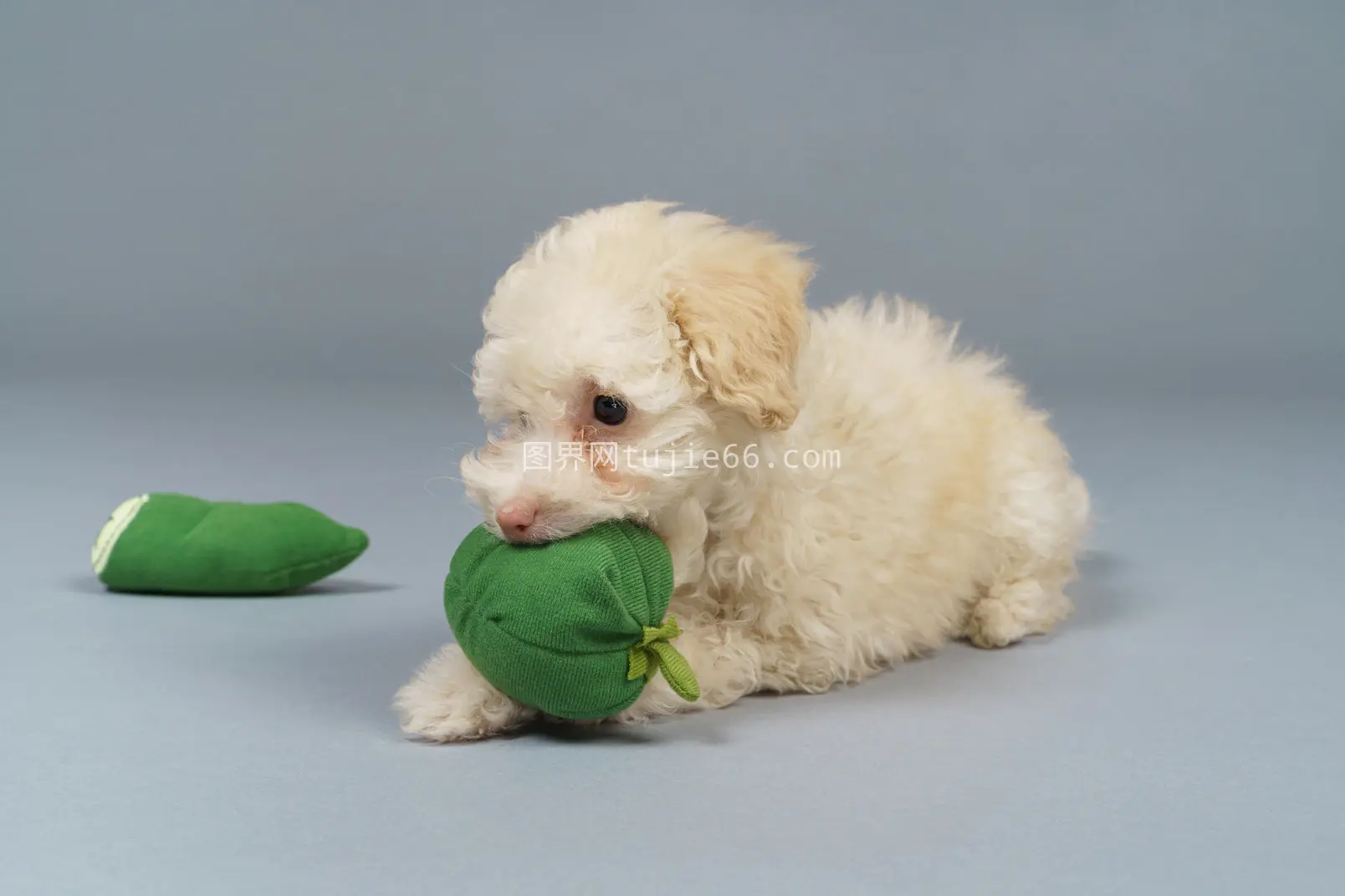 小贵宾犬玩具蔬菜嬉戏图片