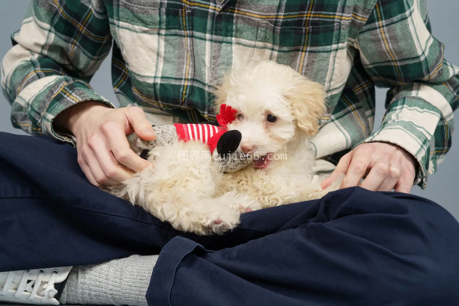 主人与贵宾犬欢乐互动图片