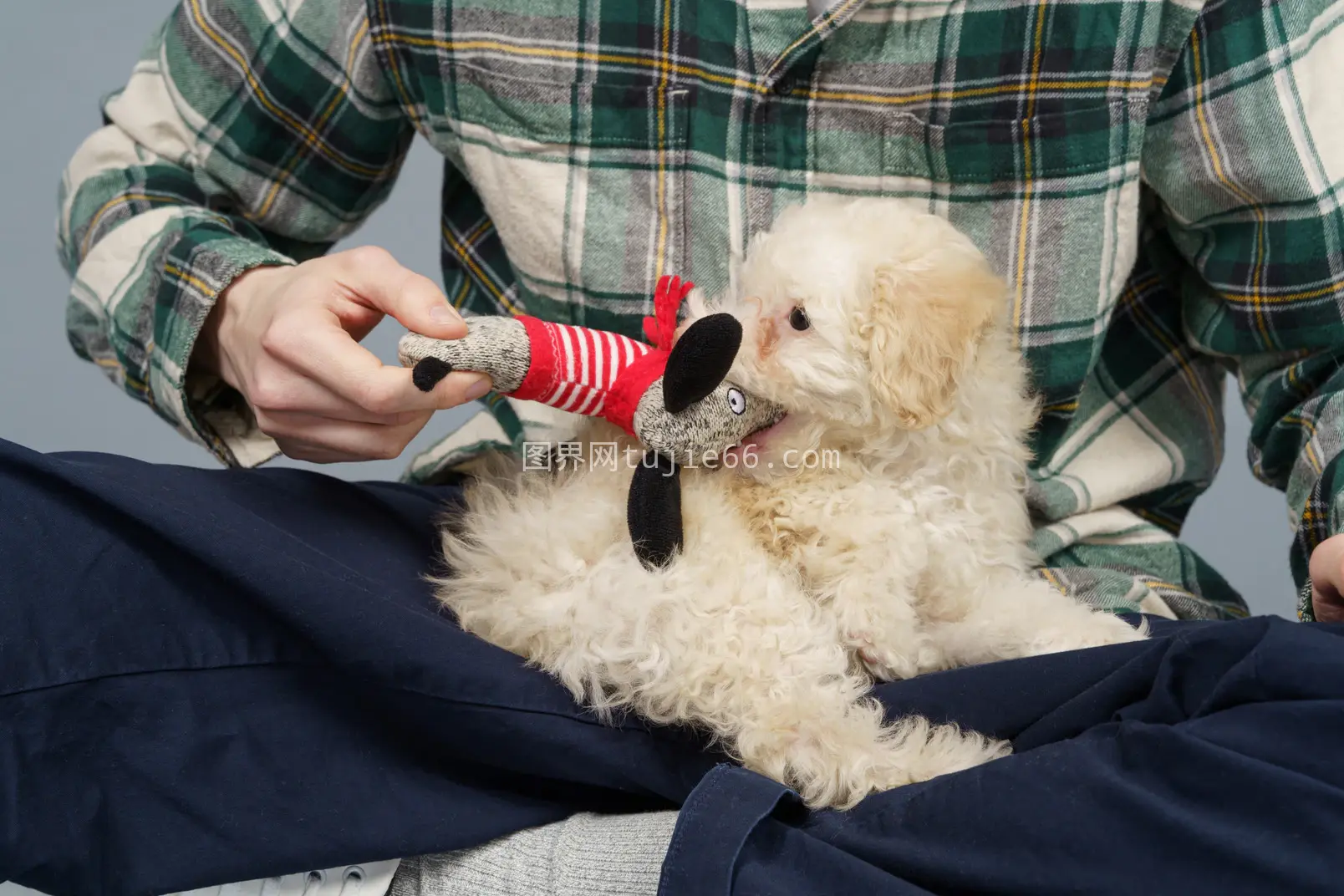 主人翁与白贵宾犬欢乐互动图片