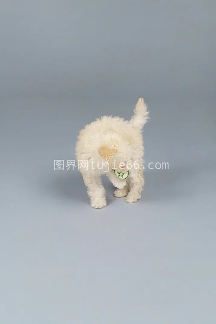 迷你贵宾犬全景玩黄瓜玩具图片