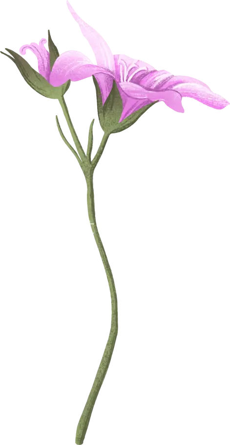 粉色花朵绽放花蕾初露图片