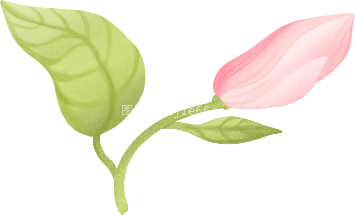 玉兰枝头初绽花蕾图片