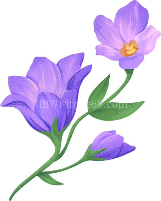 一枝紫丁香花含三朵绽放