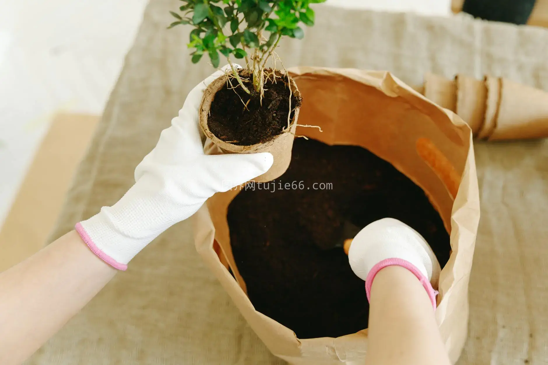 室内手套种植树苗特写图片