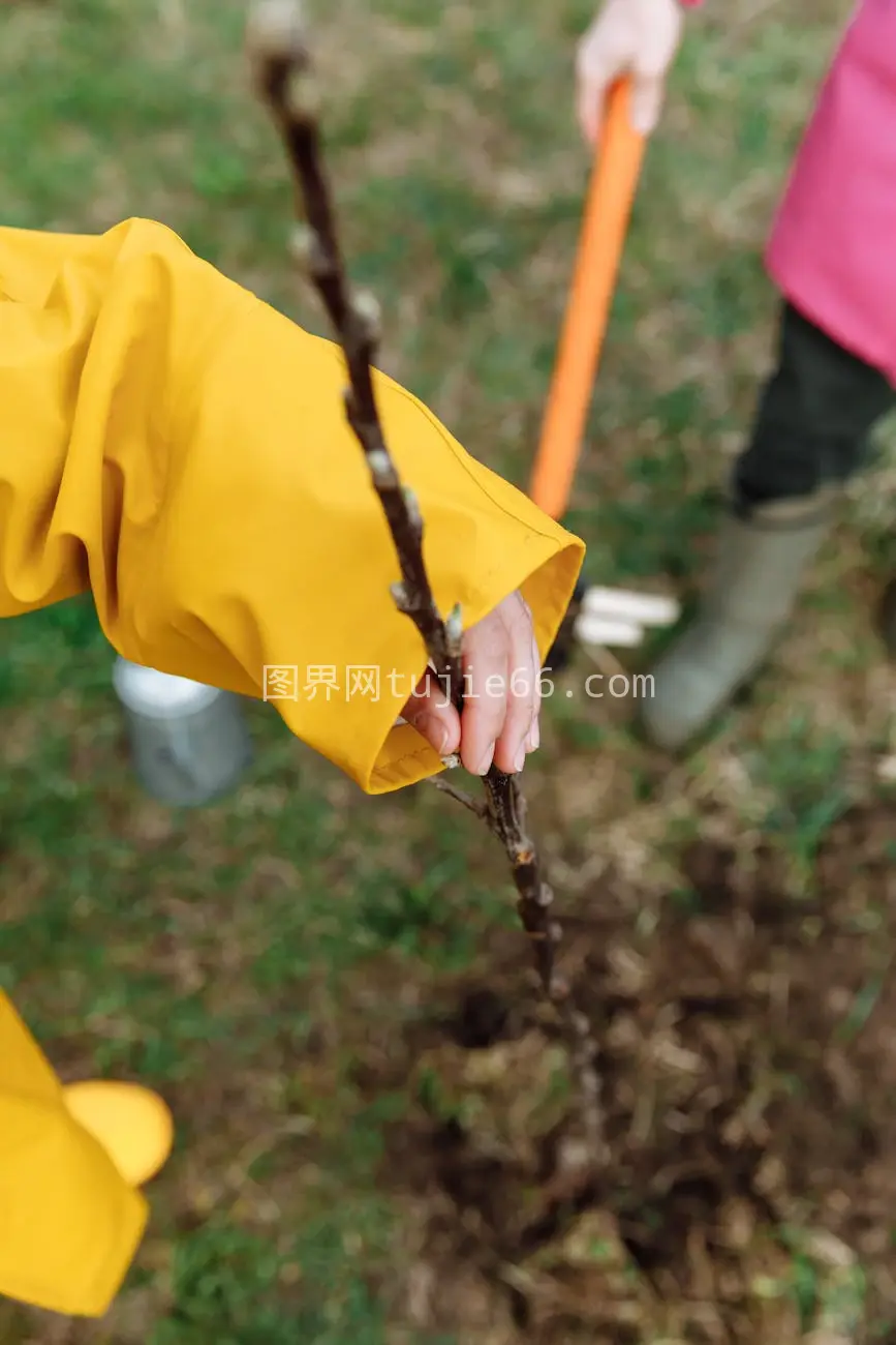 户外植树特写图片