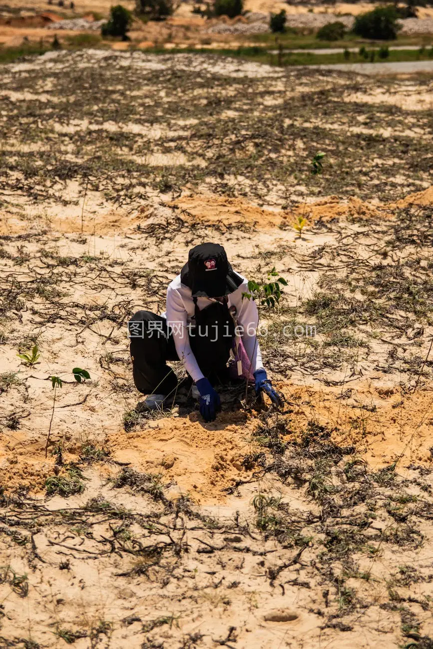 越南藩切沙地种植树苗图片