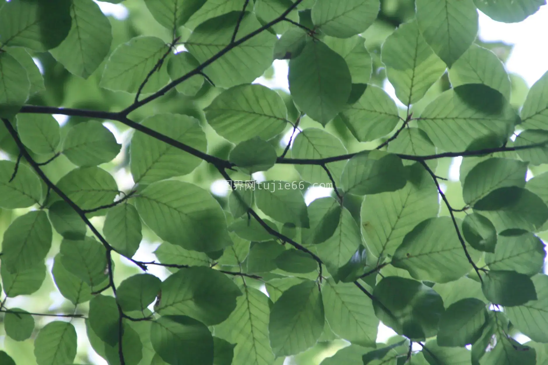 特写绿叶阳光自然景致图片