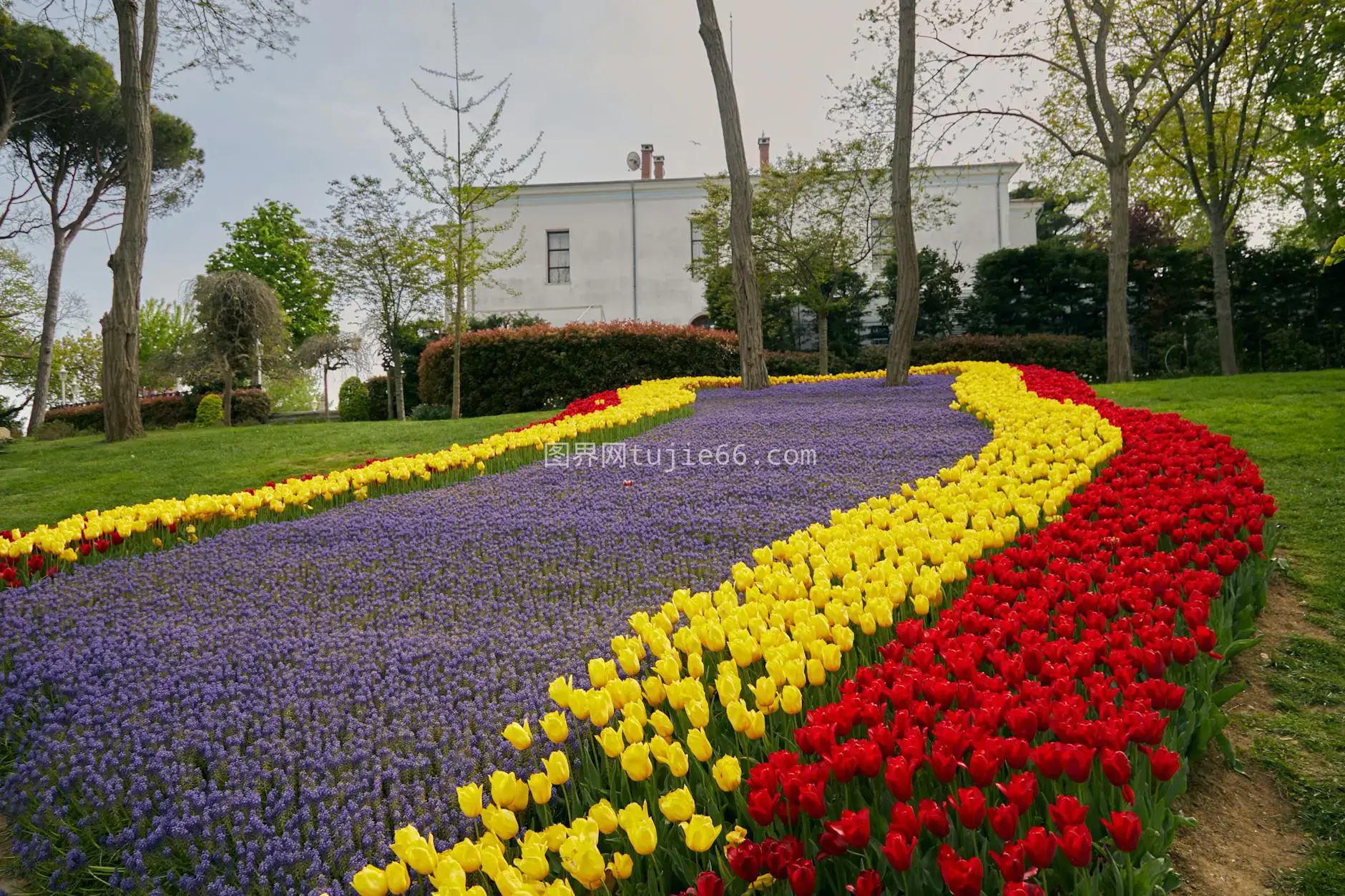 郁金香花园红黄紫花公园景图片