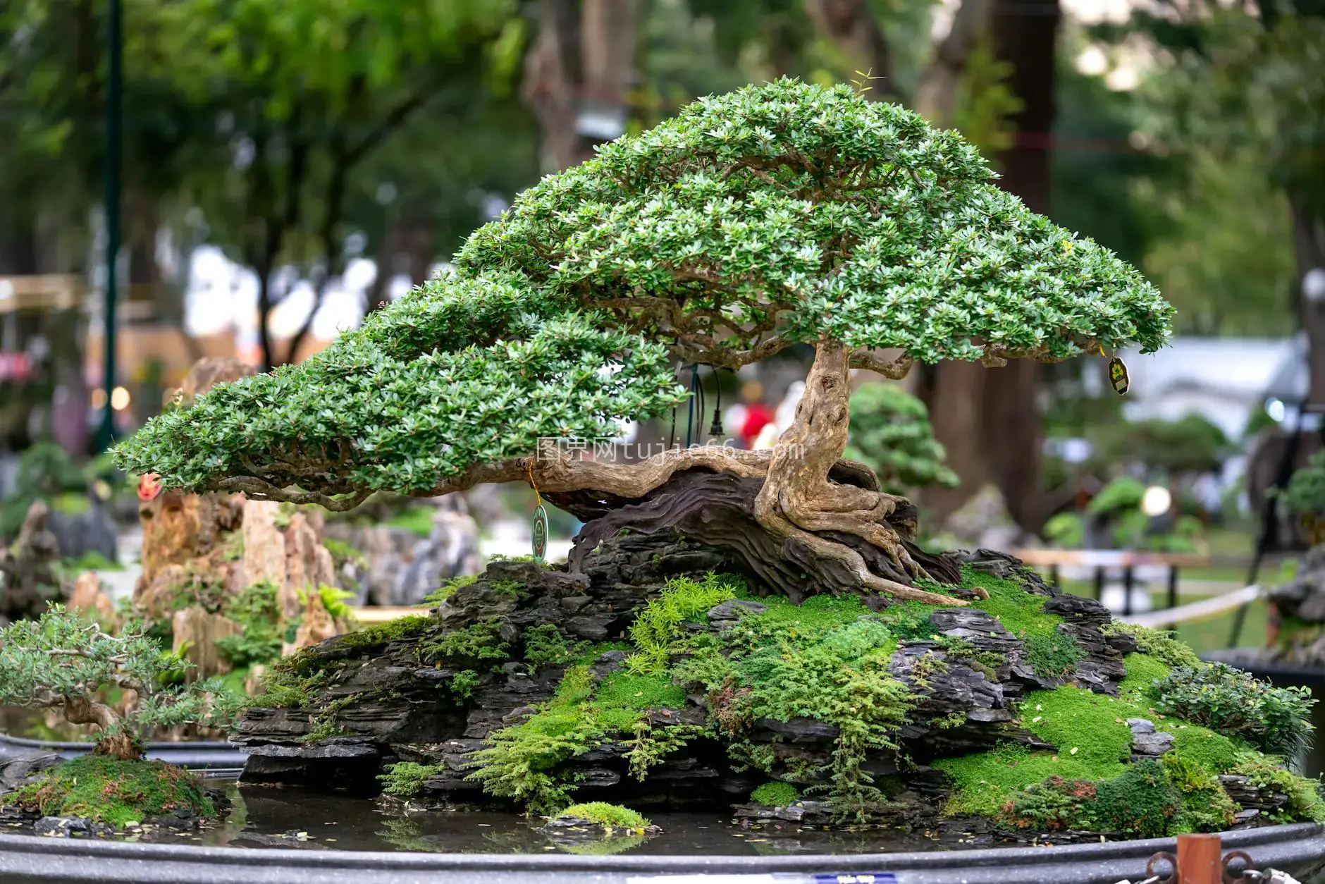 户外美景 bonsai 细致观景图片