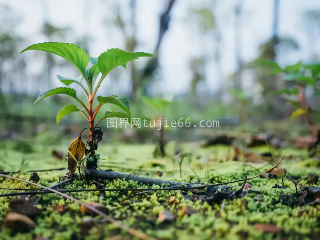 草地上的绿色植物白天景致图片