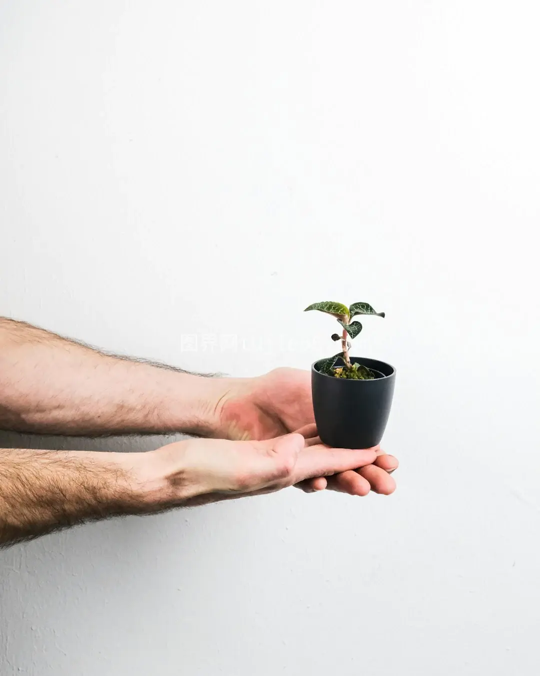 手持绿植黑盆侧影图片