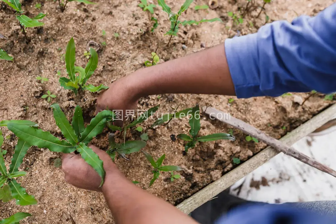 白天人物手持绿植图片