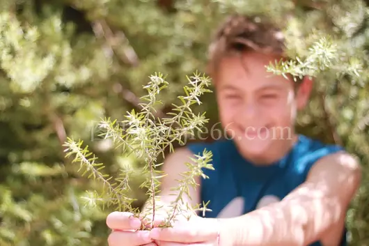 男士蓝衫绿植手捧