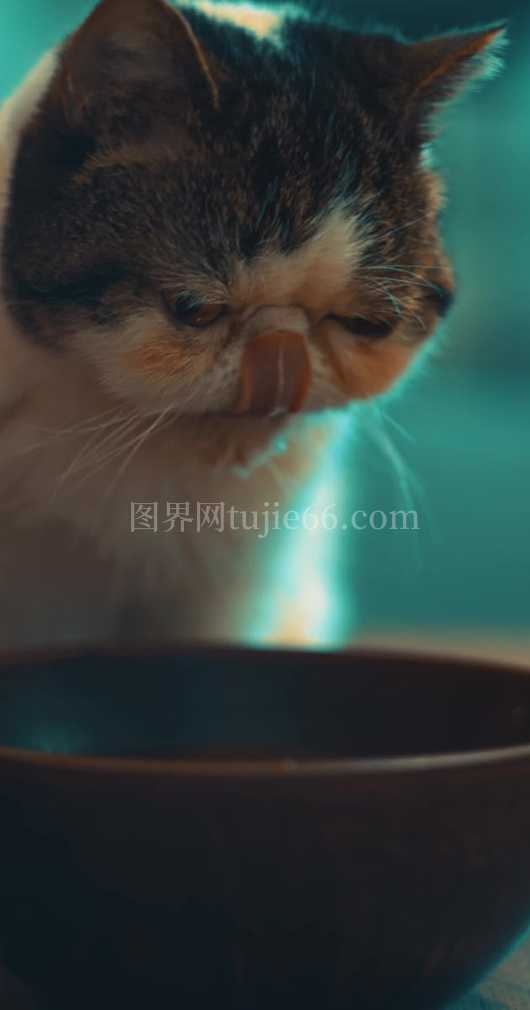 猫咪柔和光影饮水图