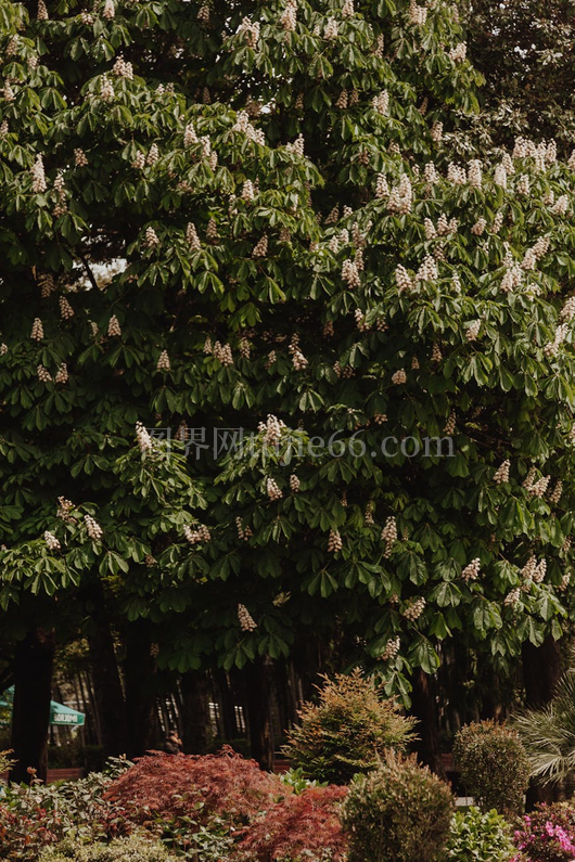 春意盎然栗子树盛放