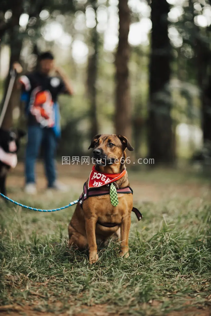 红头巾小狗草地树旁图片