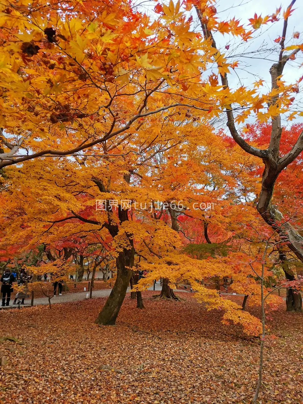 京都秋叶繁华美图片