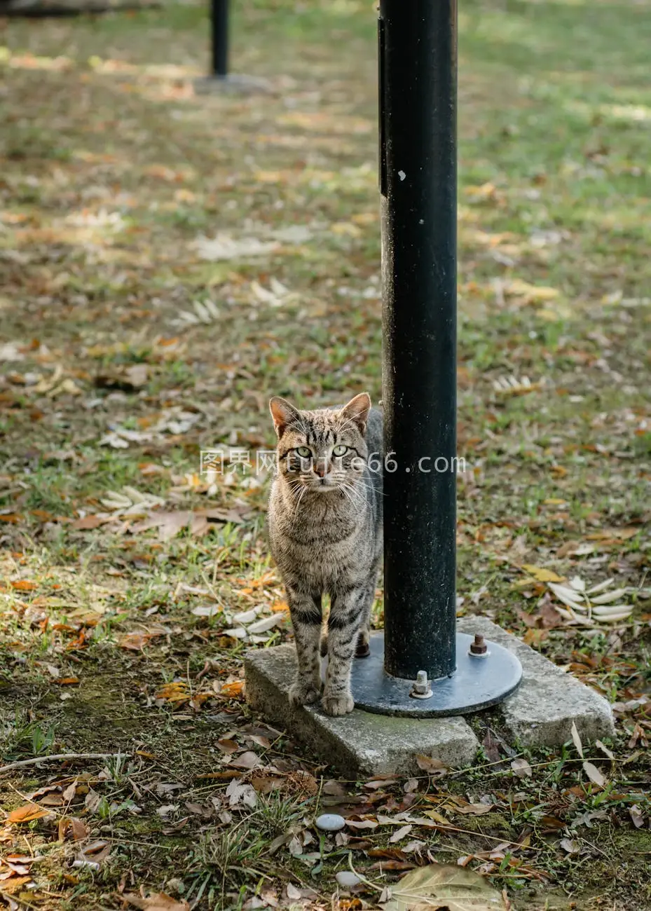 秋日橘猫户外金属杆旁图片