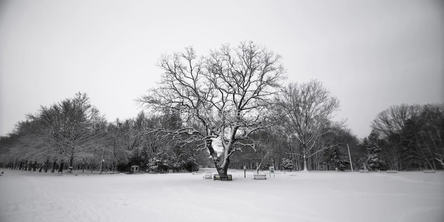 雪地孤树映冬景图片