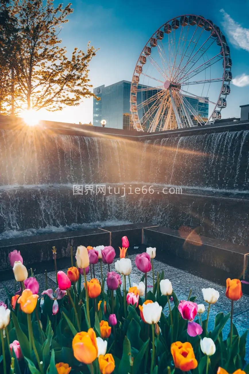 夕阳下花园郁金香盛放摩天轮瀑布相伴图片