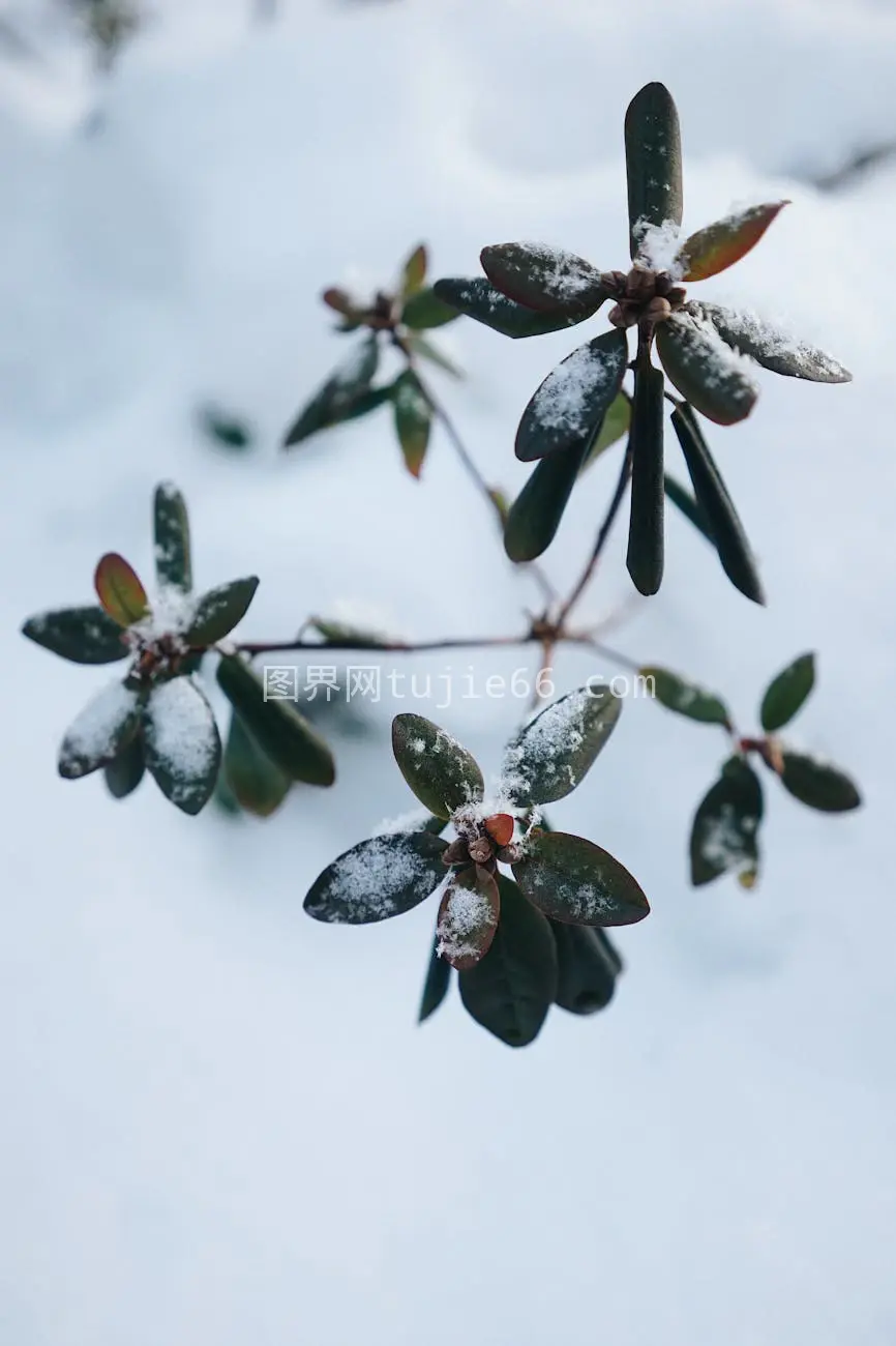 常绿叶覆雪冬景美图片