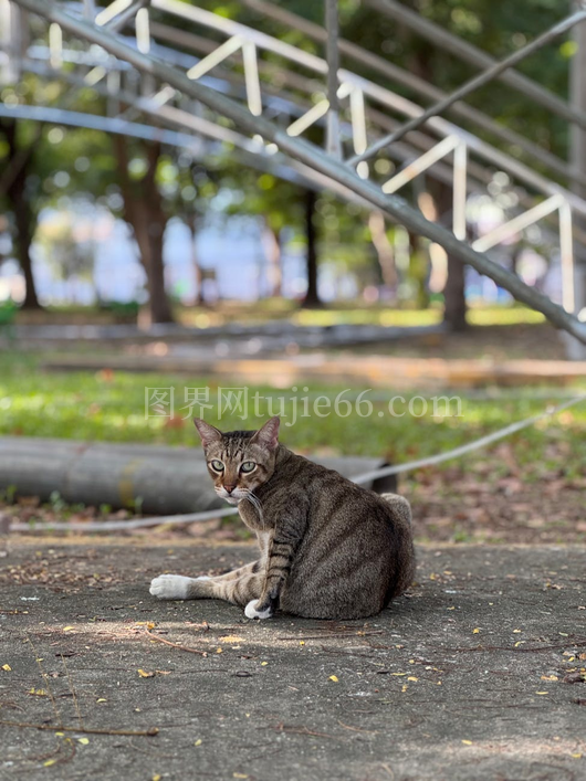 橘猫阳光公园梳毛