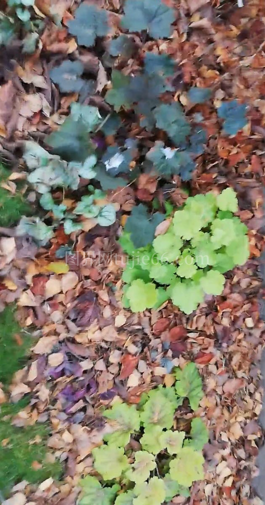 落叶环绕植物映像