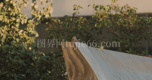 喷泉边麻雀悠闲饮水景