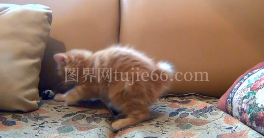 小猫嬉戏玩具鼠