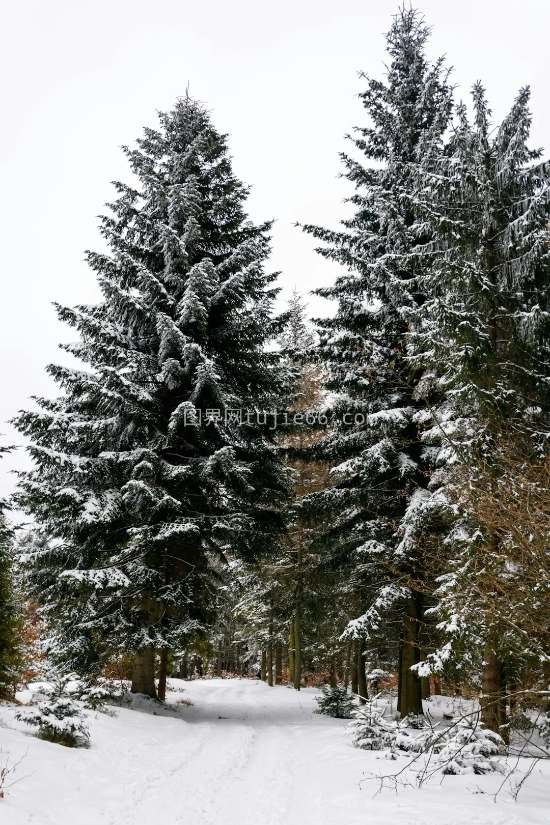 雪地林间树影映衬图片