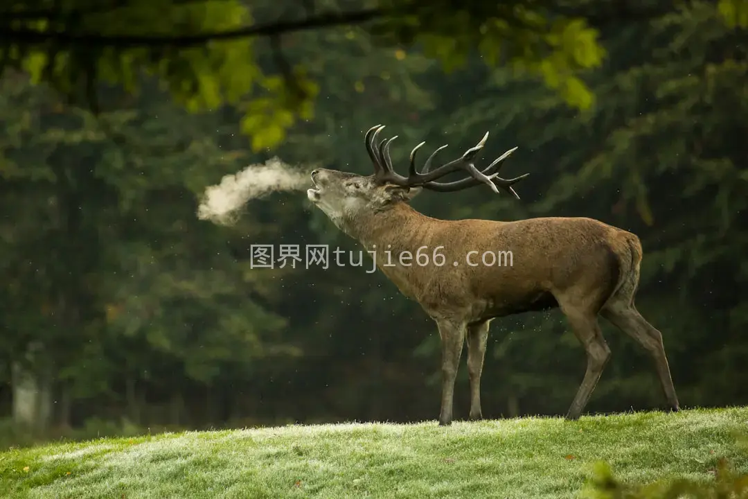 白天驯鹿特写摄影艺术作品图片