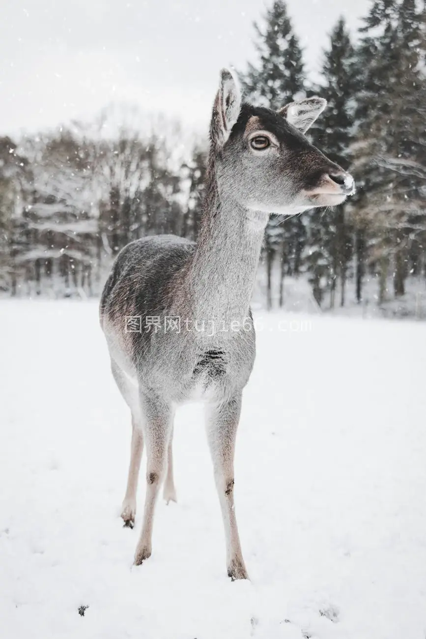 雪地麋鹿冬日美景图片