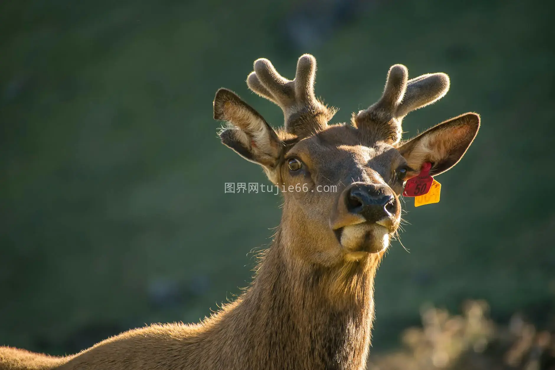 新西兰自然光鹿特写图片