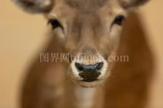 鹿自然美特写