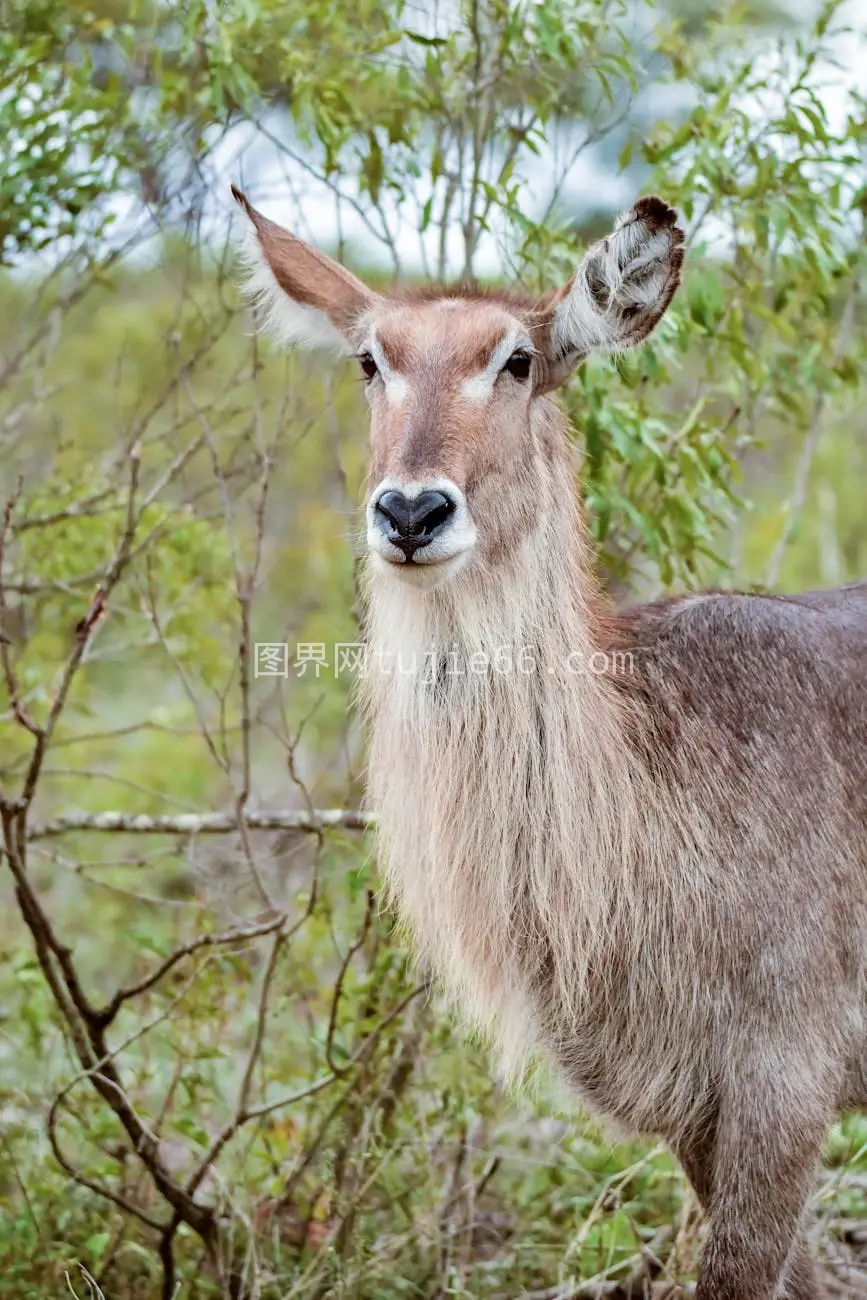 水羚户外风光特写图片