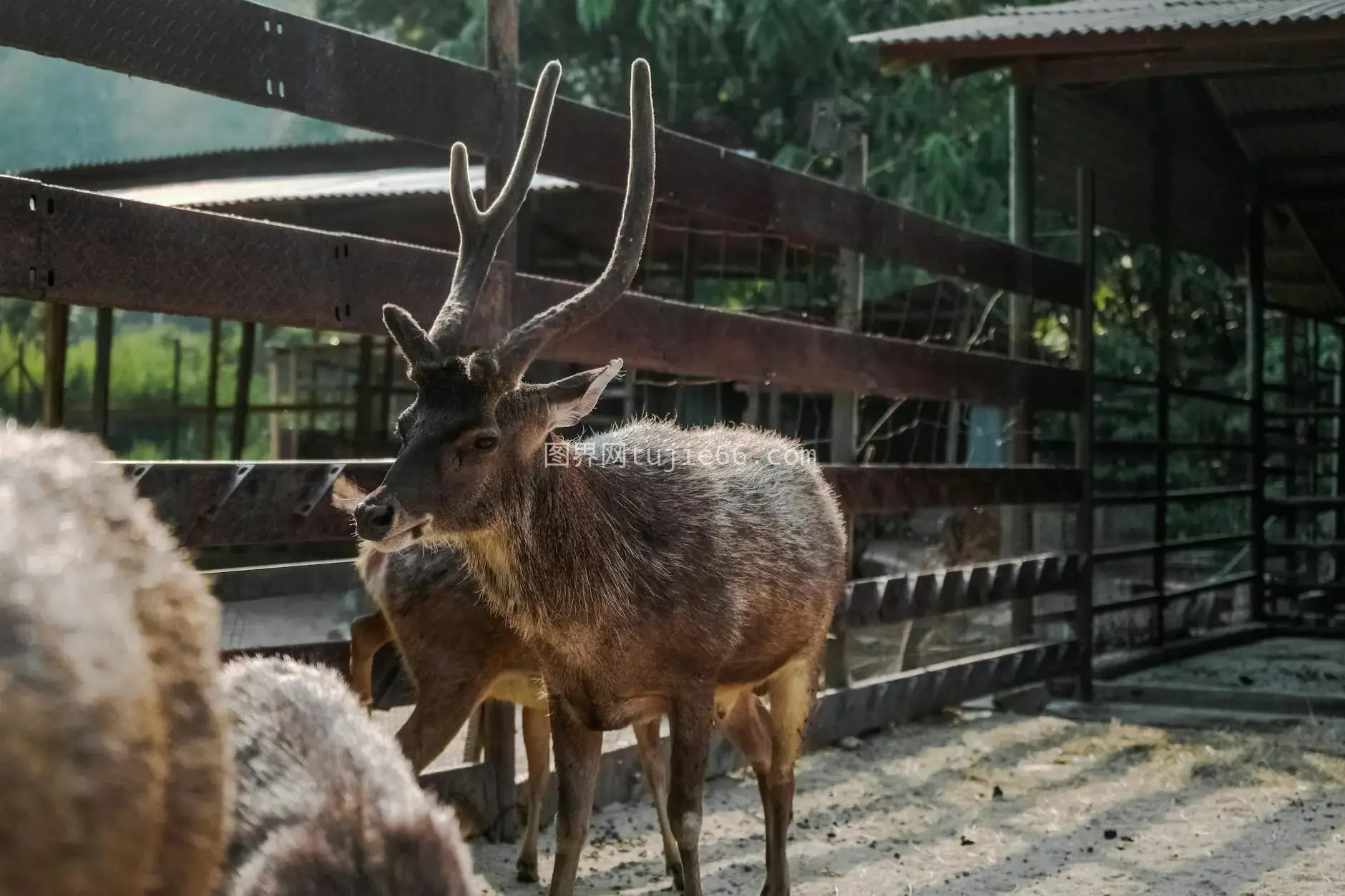 农场鹿角自然光特写图片