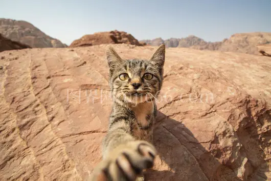 小猫岩石地形爪子伸约旦瓦迪穆萨