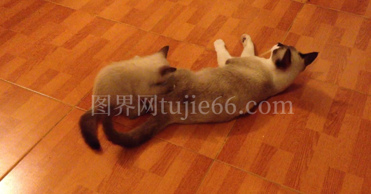 小猫母猫嬉戏图