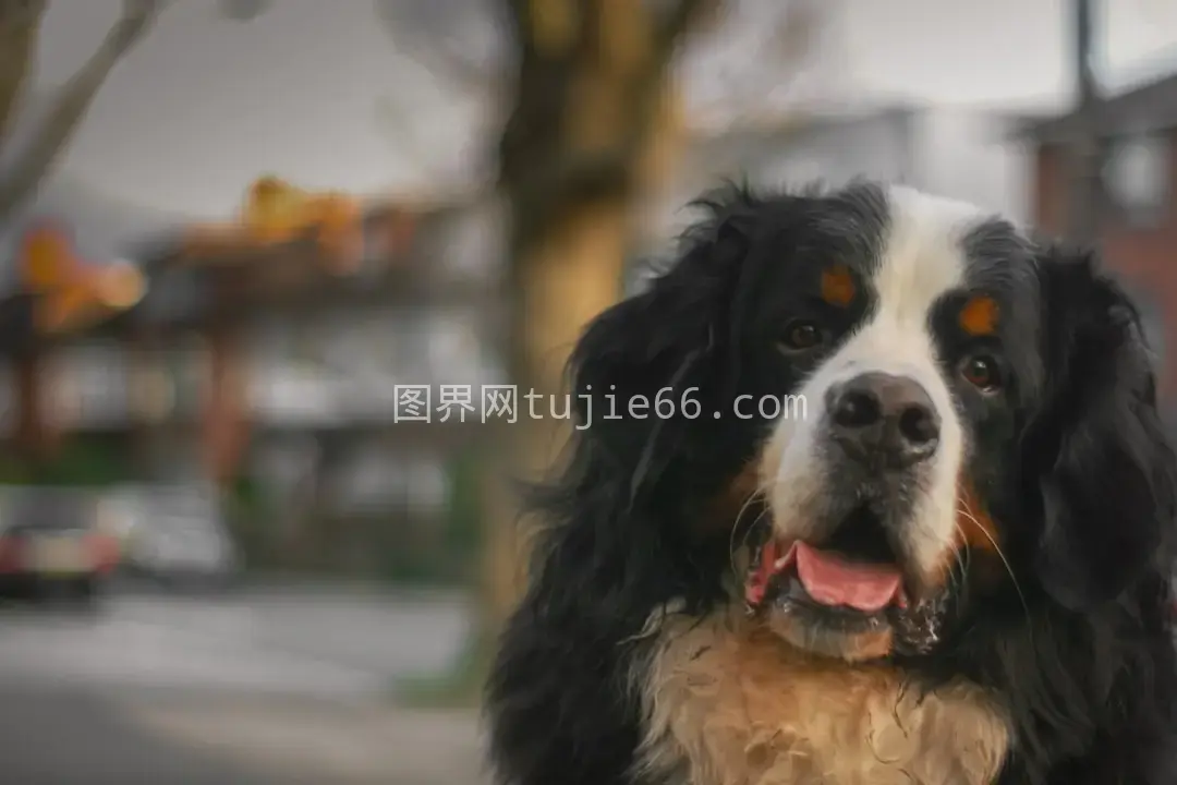 黑白棕伯恩山犬写真集图片