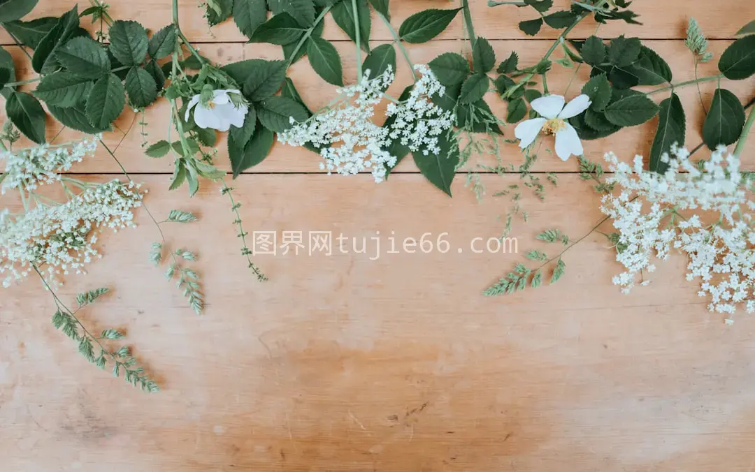 白色花瓣绿叶花朵美图图片